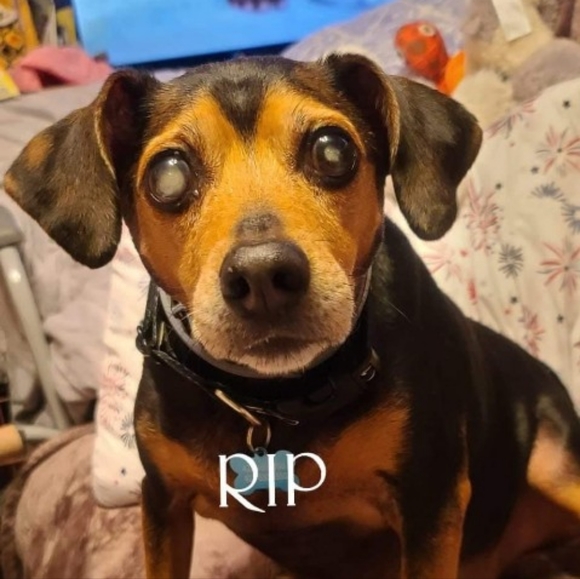 Meet your Posher, CoCo - Picture 3 of 12